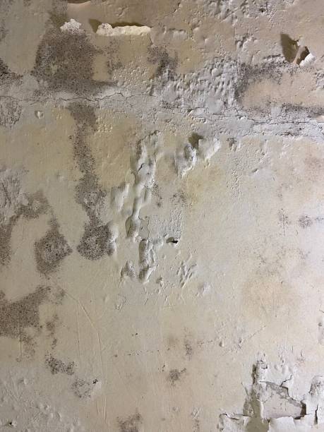 Best Black Mold Remediation in North Manchester, IN