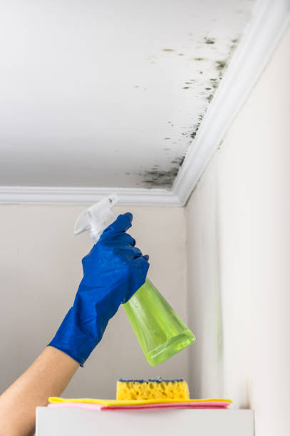 Best DIY Mold Remediation Support Services in North Manchester, IN